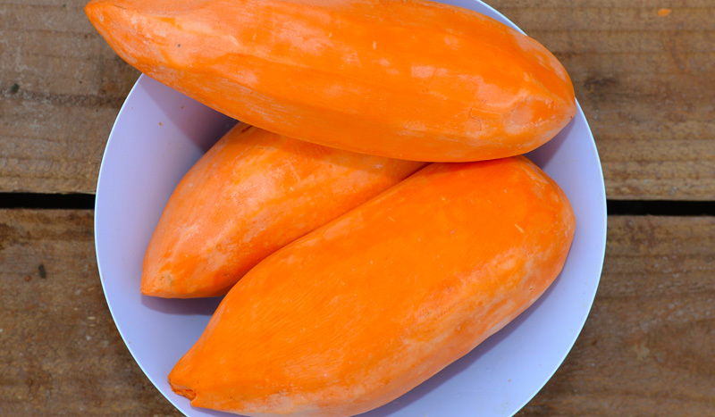 Sweet Potato